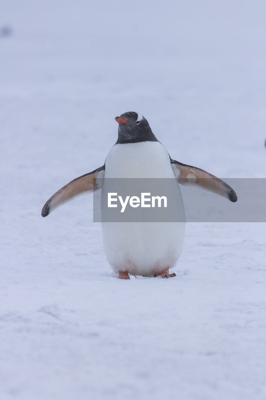 CLOSE-UP OF PENGUIN ON SNOWY SNOW