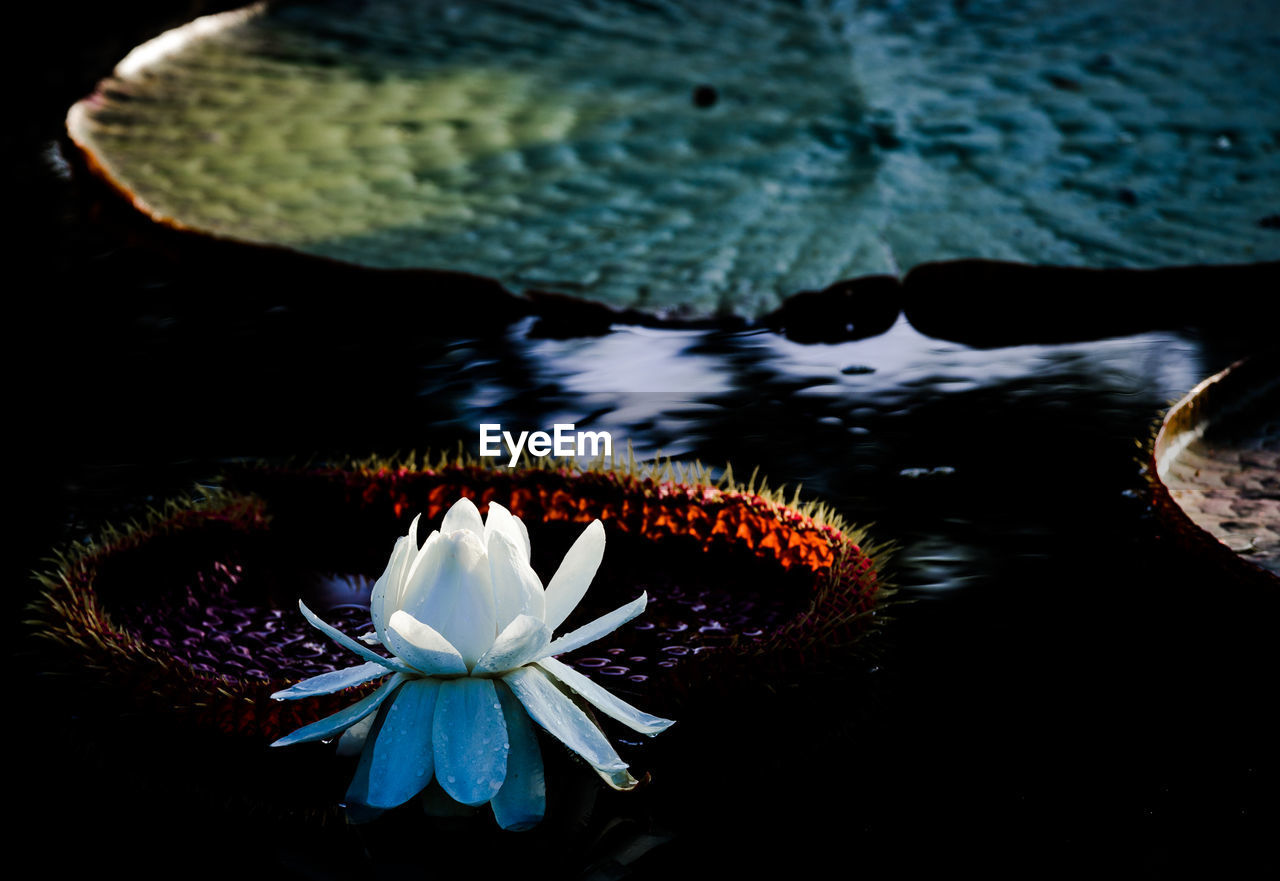 CLOSE-UP OF LOTUS WATER LILY FLOATING IN POND