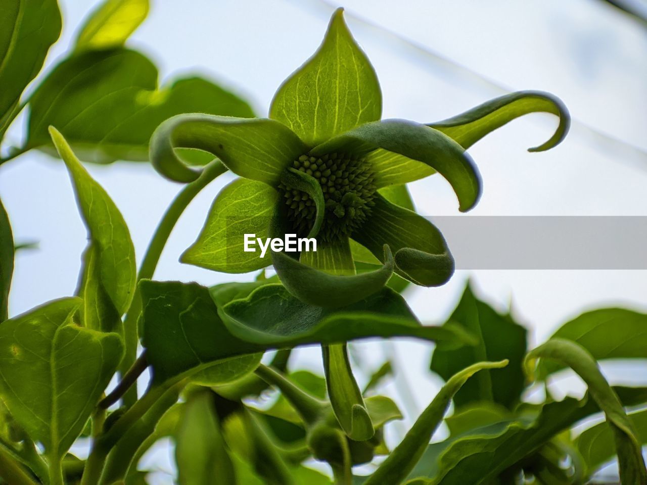 Ylang flower