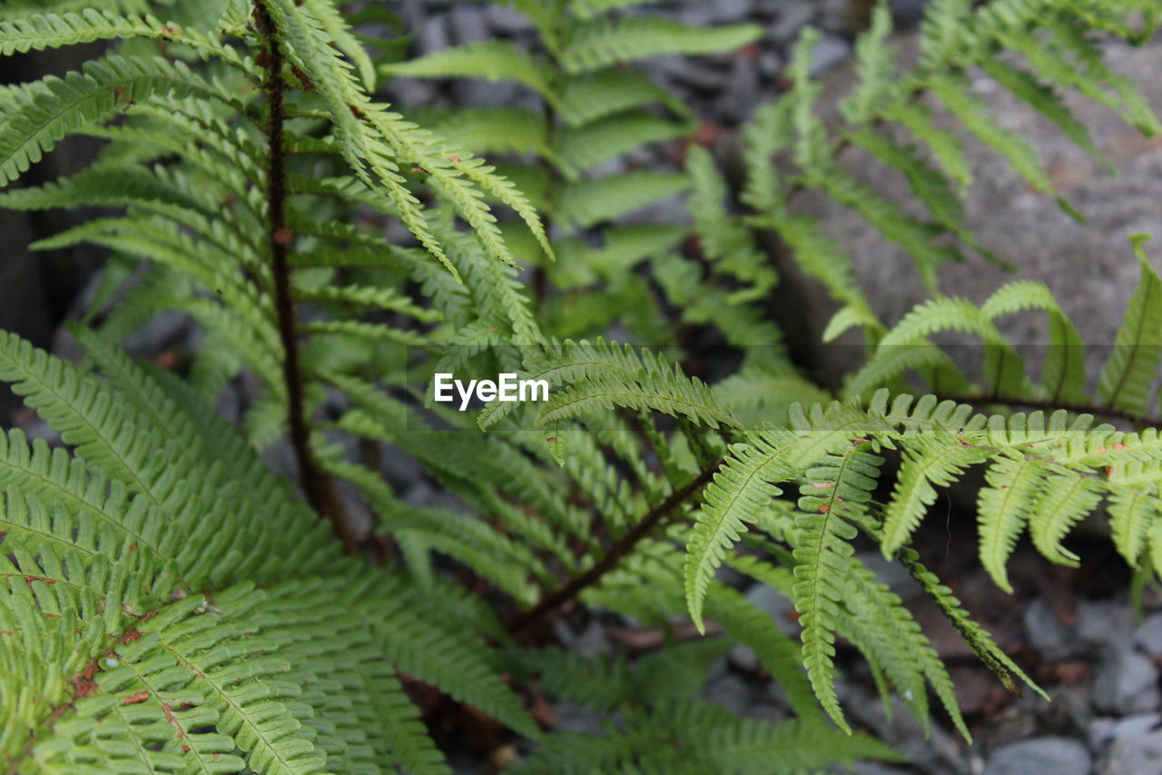 High angle view of fern