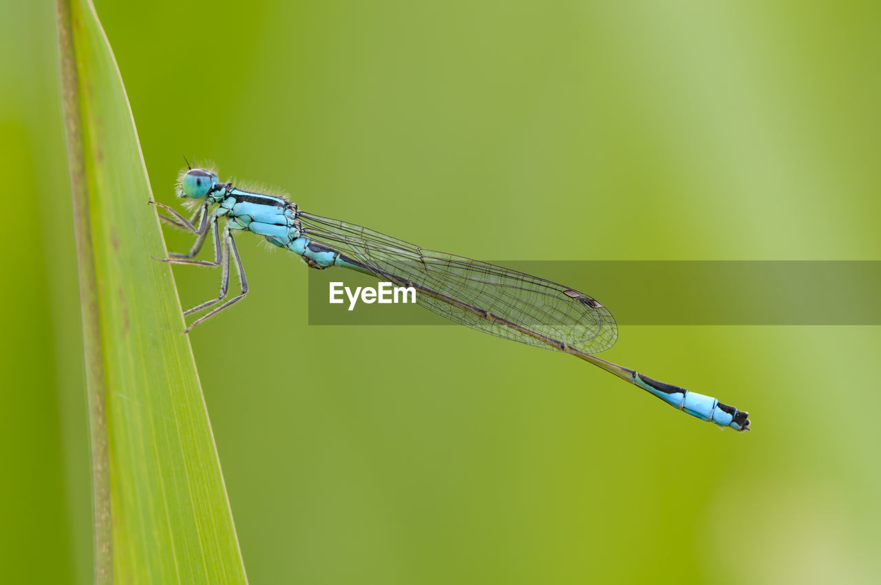 CLOSE-UP OF INSECT