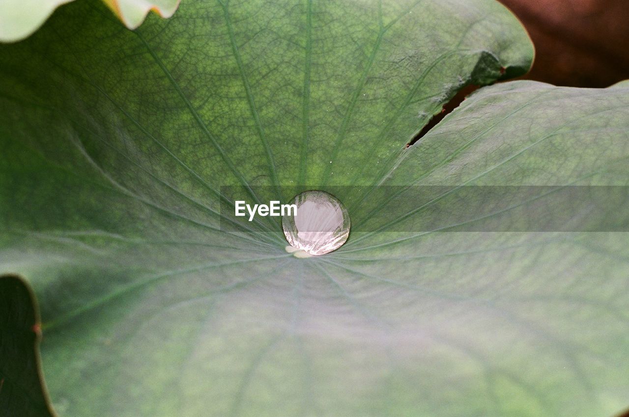 CLOSE-UP OF GREEN LEAF