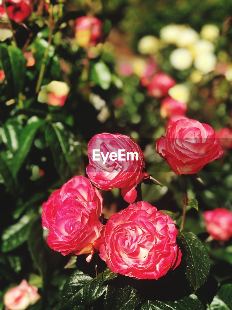 CLOSE-UP OF ROSE PLANT