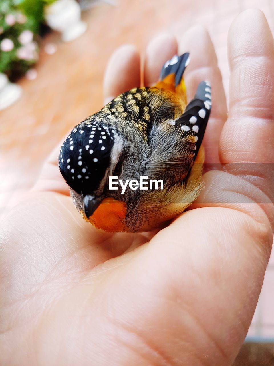 CLOSE-UP OF A HAND HOLDING BIRD