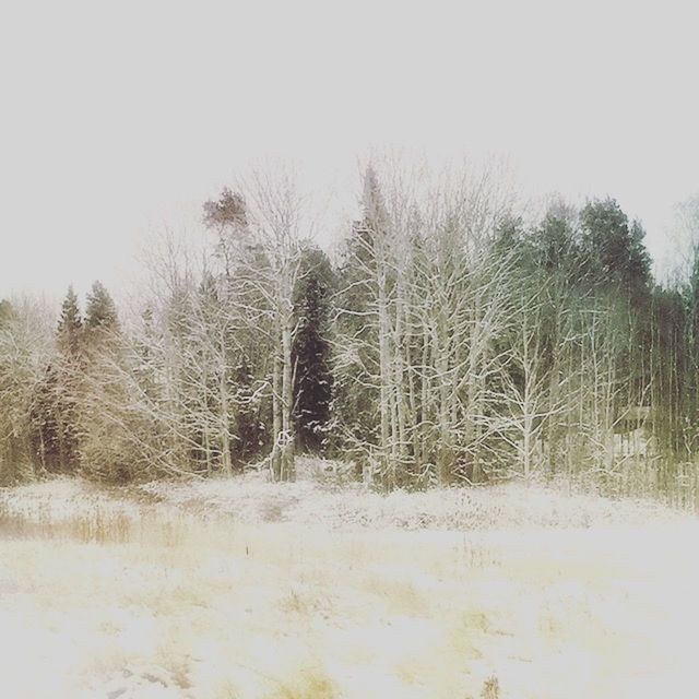 SNOW COVERED TREES IN FIELD
