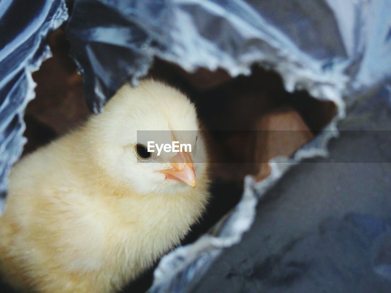Close-up of baby chicken in torn plastic bag