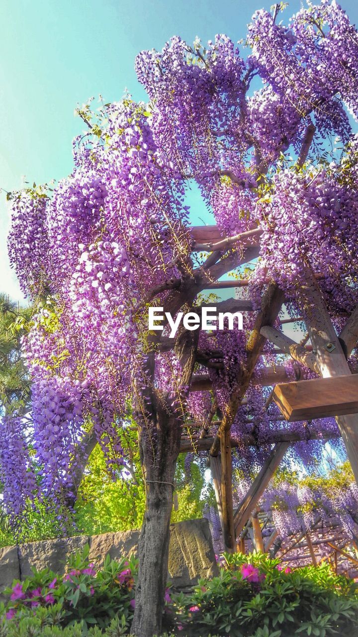 LOW ANGLE VIEW OF PINK FLOWER TREE