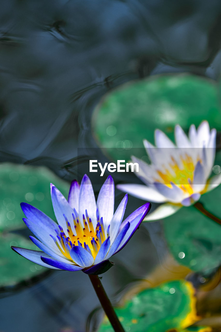 Close-up of water lily in lake