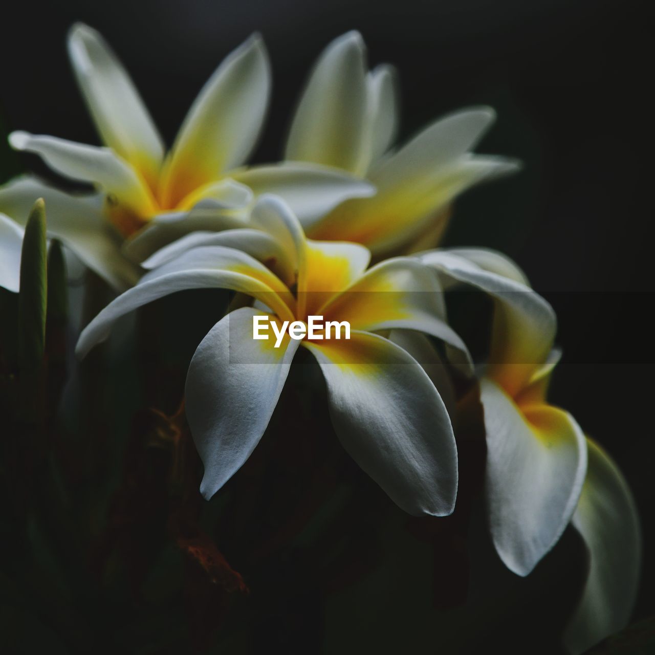 Close-up of white frangipani flowers against black background