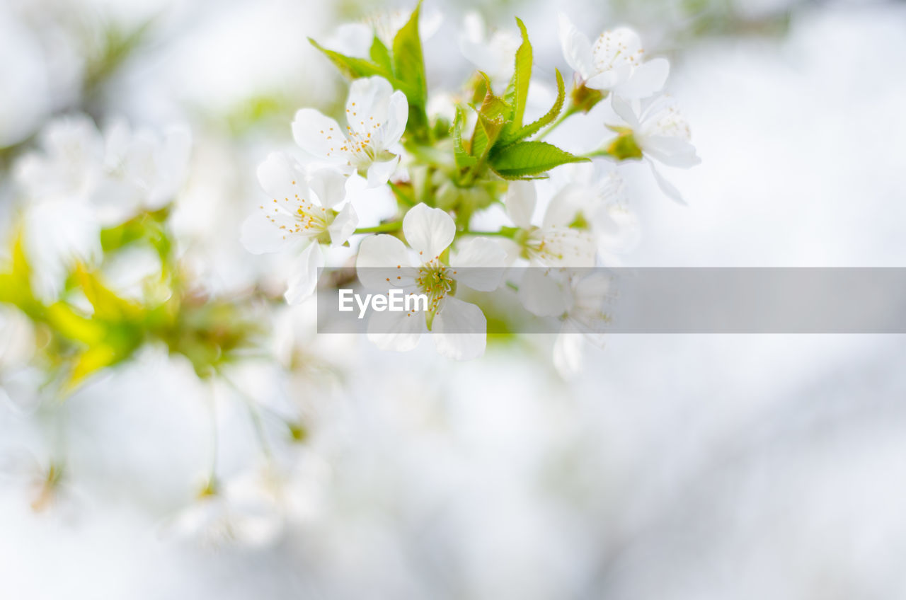 Close-up of white cherry blossoms