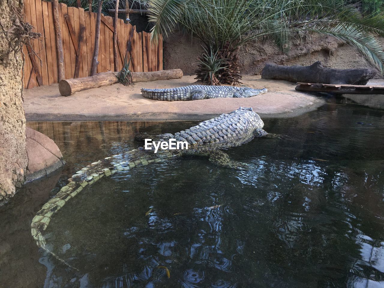 HIGH ANGLE VIEW OF DUCK SWIMMING IN LAKE