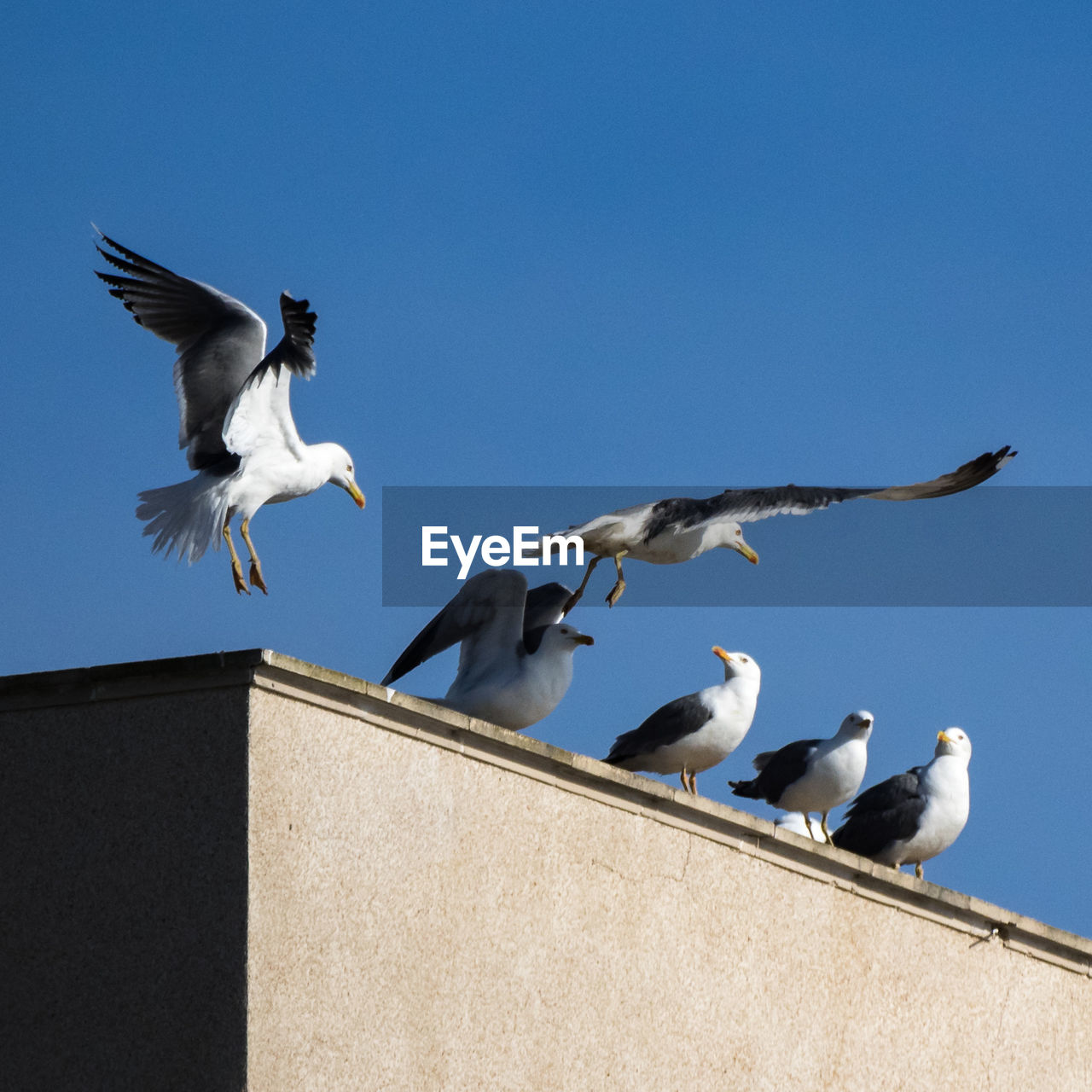 LOW ANGLE VIEW OF SEAGULLS FLYING IN CLEAR SKY