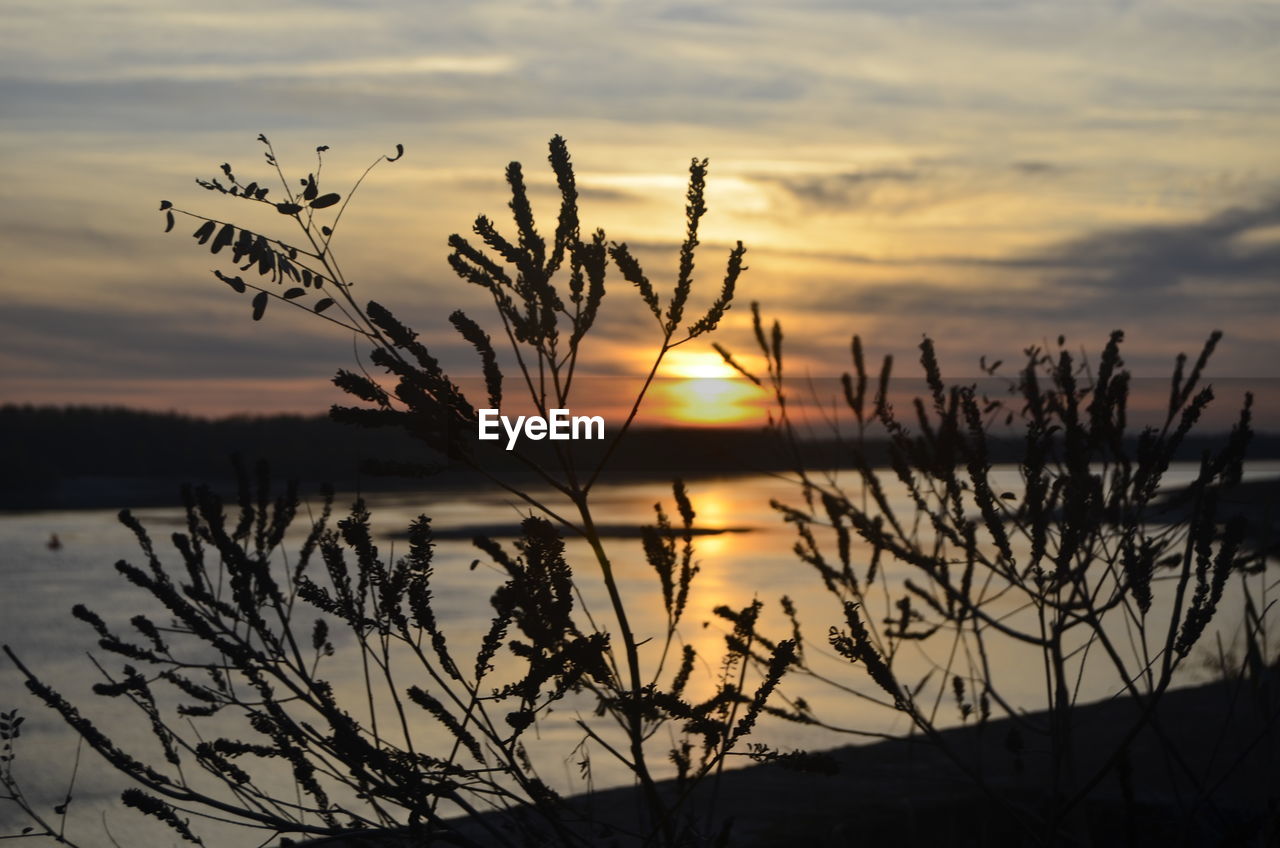 Close-up of silhouette plants by river against sky during sunset