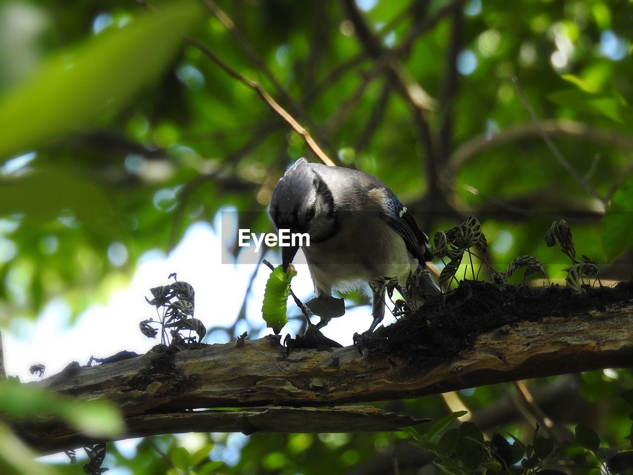 LOW ANGLE VIEW OF BIRD PERCHING ON BRANCH AGAINST BLURRED BACKGROUND