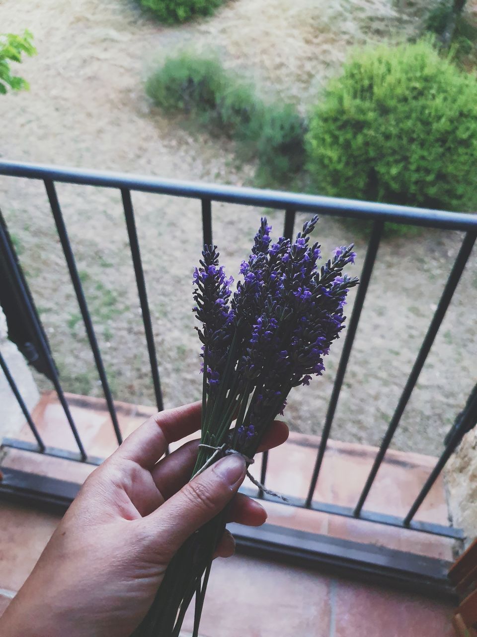 Cropped hand holding purple flowering plant