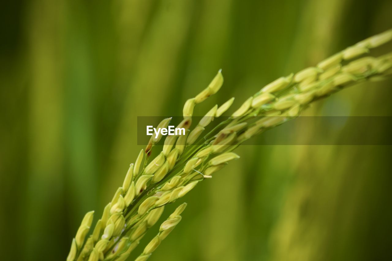 CLOSE-UP OF WHEAT CROP ON FIELD