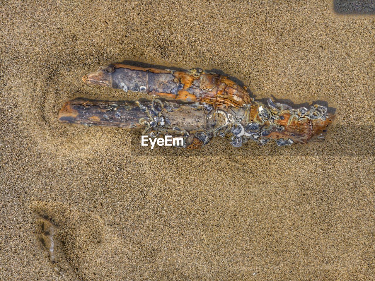 HIGH ANGLE VIEW OF FISH ON SAND