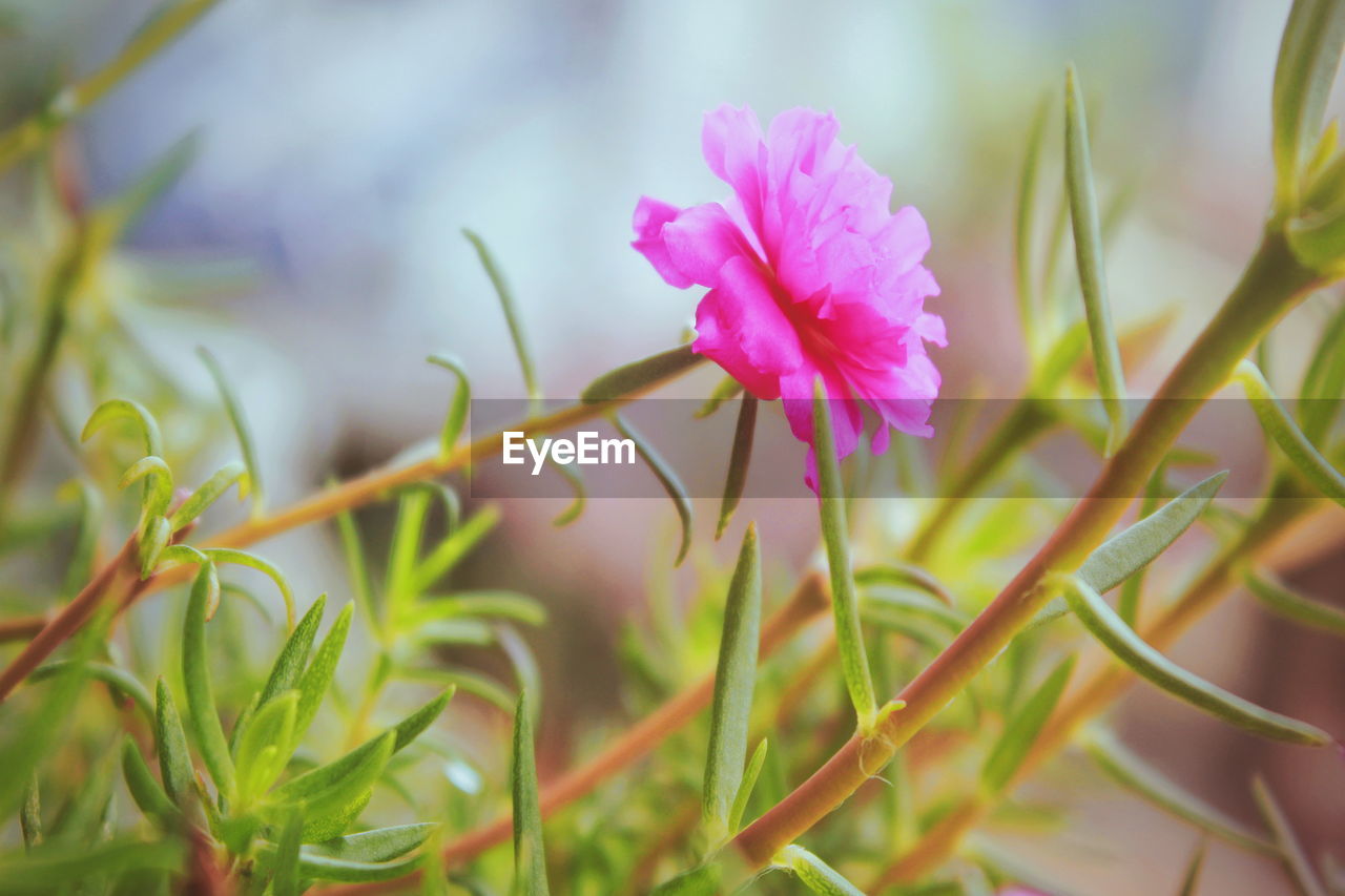 Close-up of pink flowering plant