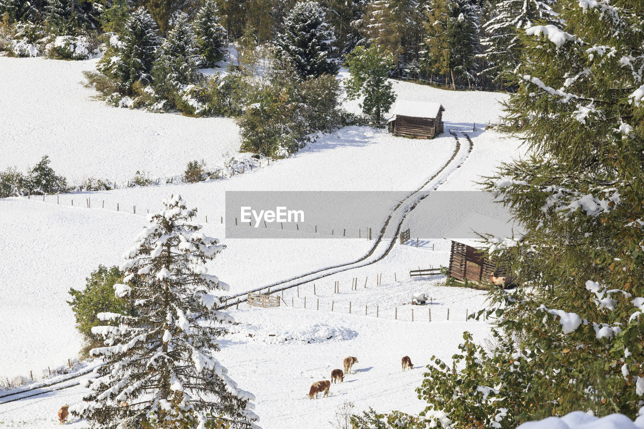 Cows in the pasture new snow in autumn