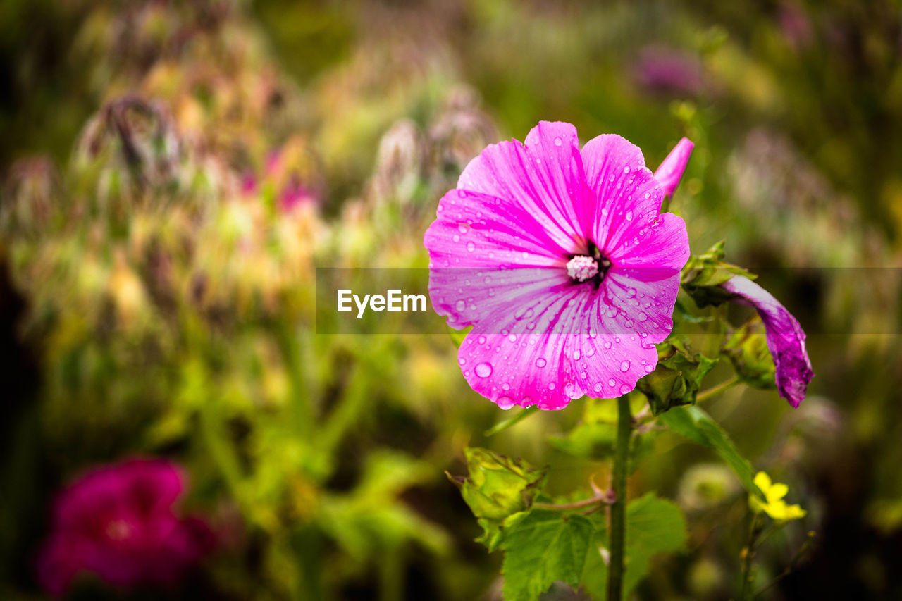 CLOSE-UP OF PURPLE FLOWER PLANT