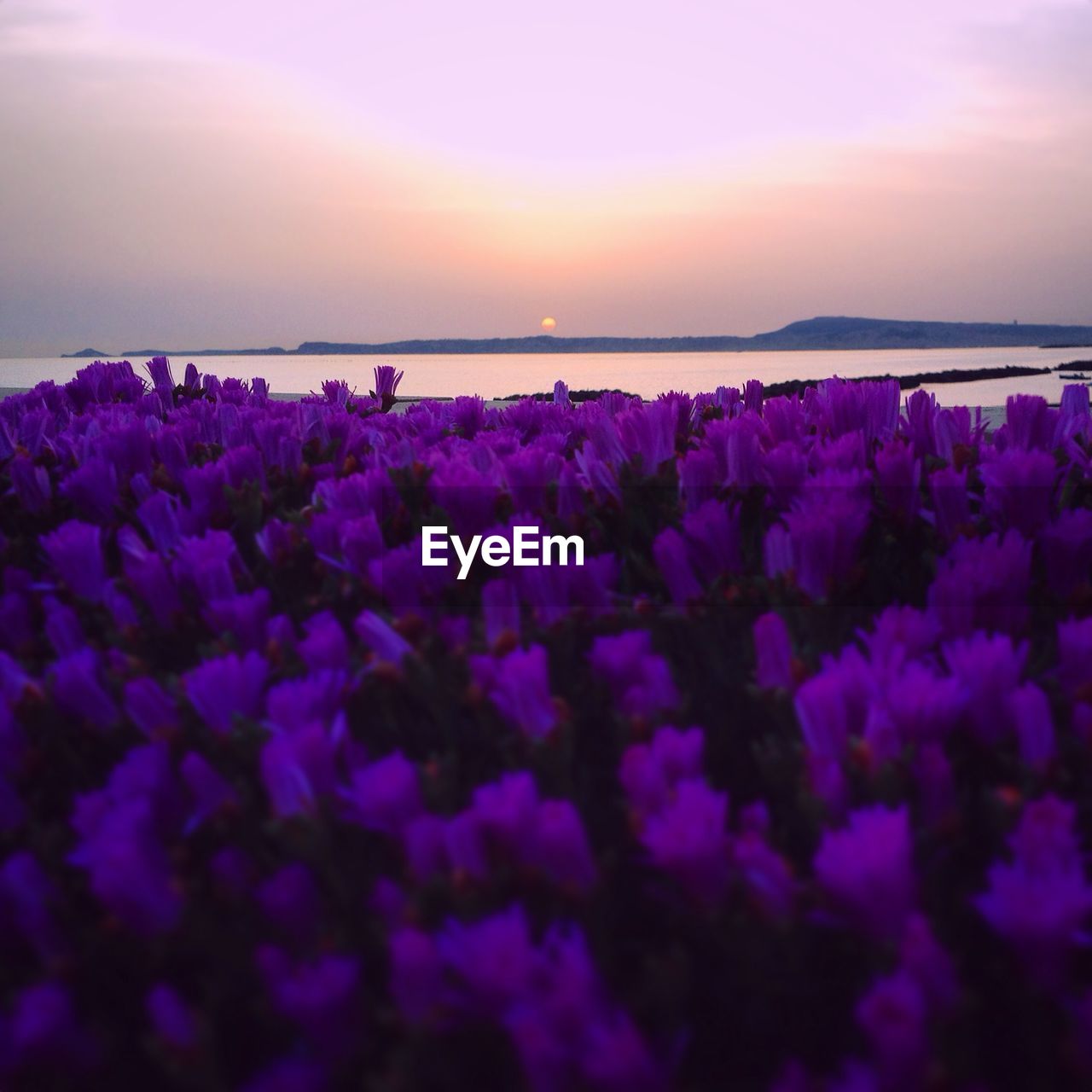 SCENIC VIEW OF PURPLE FLOWERS