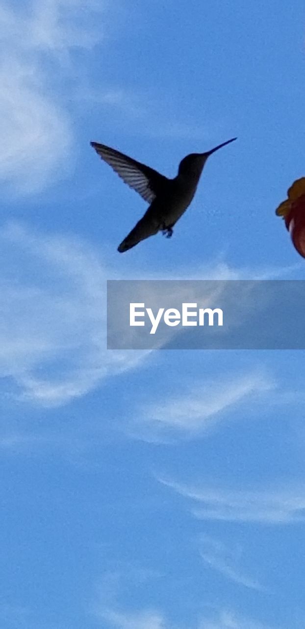 LOW ANGLE VIEW OF BIRD FLYING AGAINST SKY