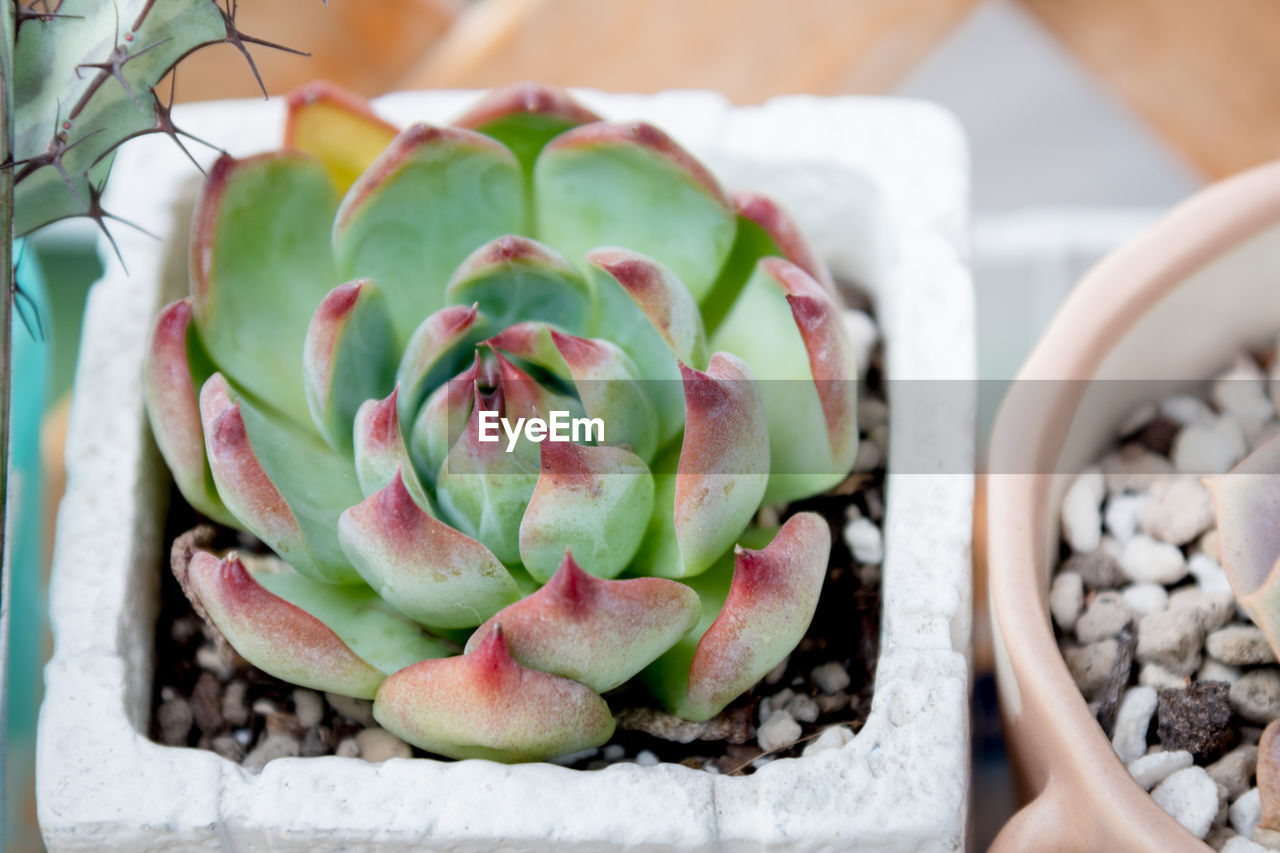 High angle view of potted cactus