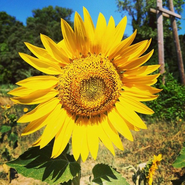 CLOSE-UP OF SUNFLOWER BLOOMING OUTDOORS