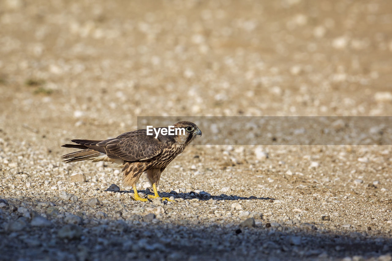 CLOSE-UP OF BIRD ON SAND