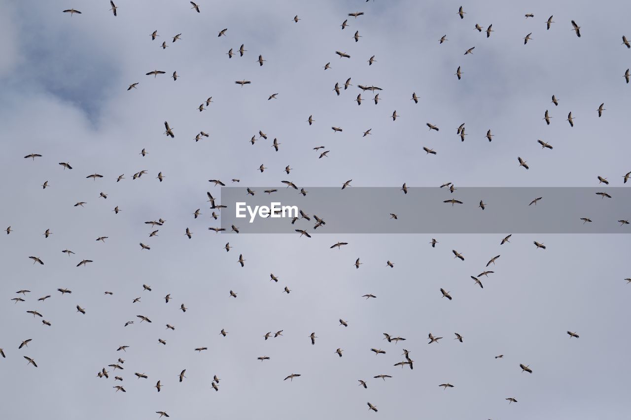 Flock of birds flying against sky