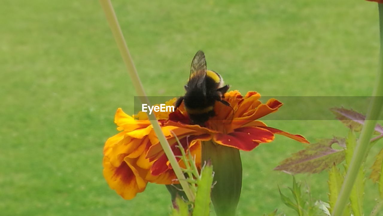 BEE POLLINATING ON YELLOW FLOWER