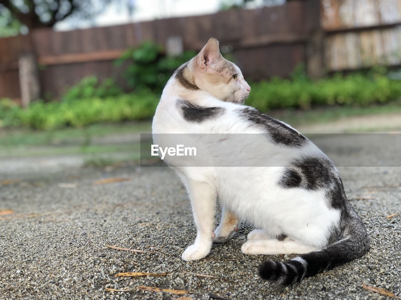 Cat sitting on a looking away