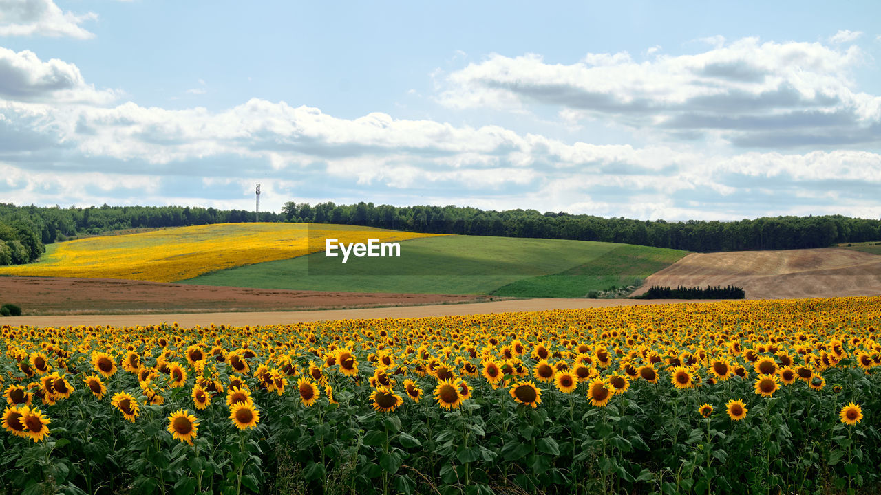 Scenic view of sunflower field against sky