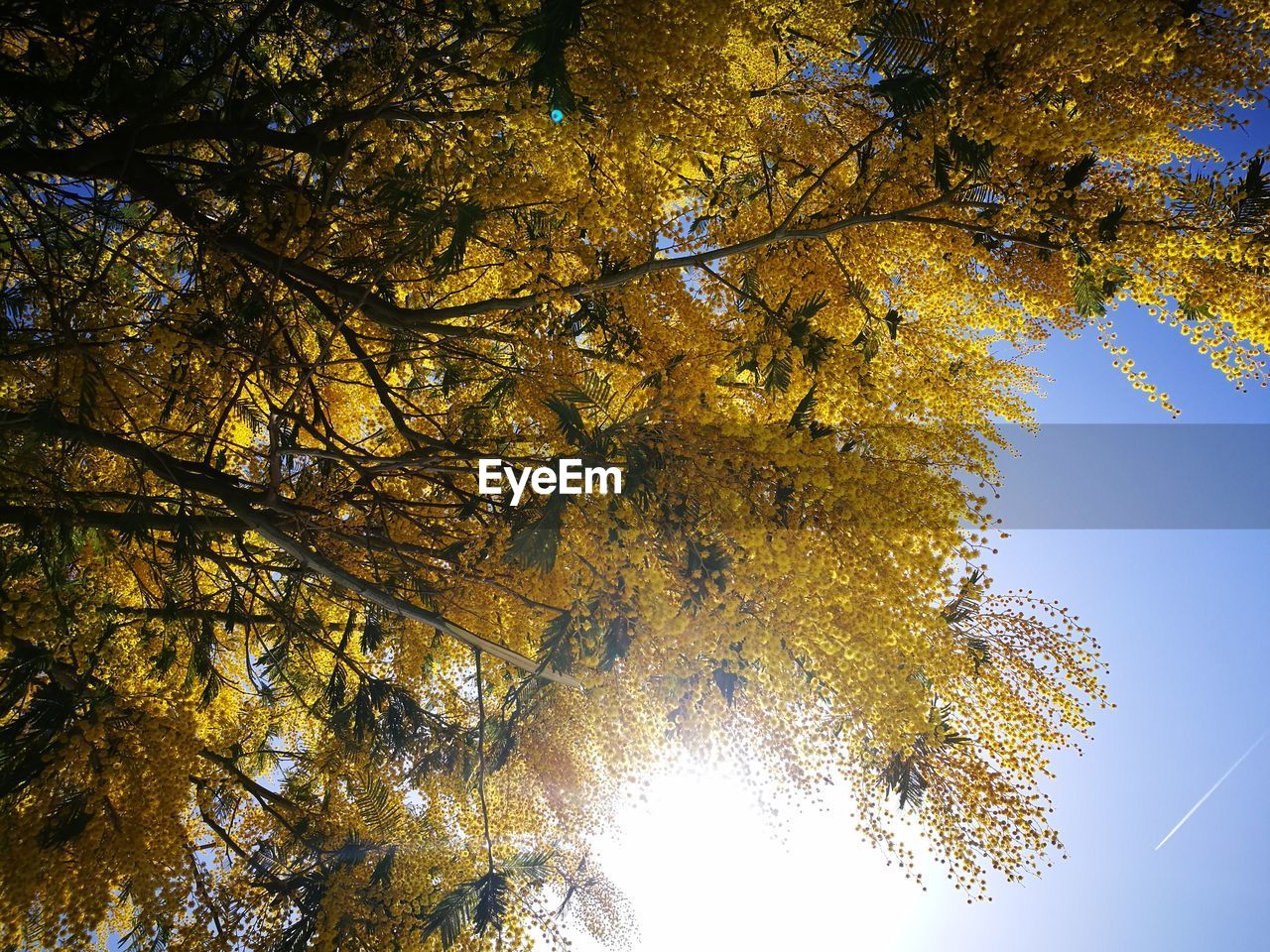 LOW ANGLE VIEW OF TREE