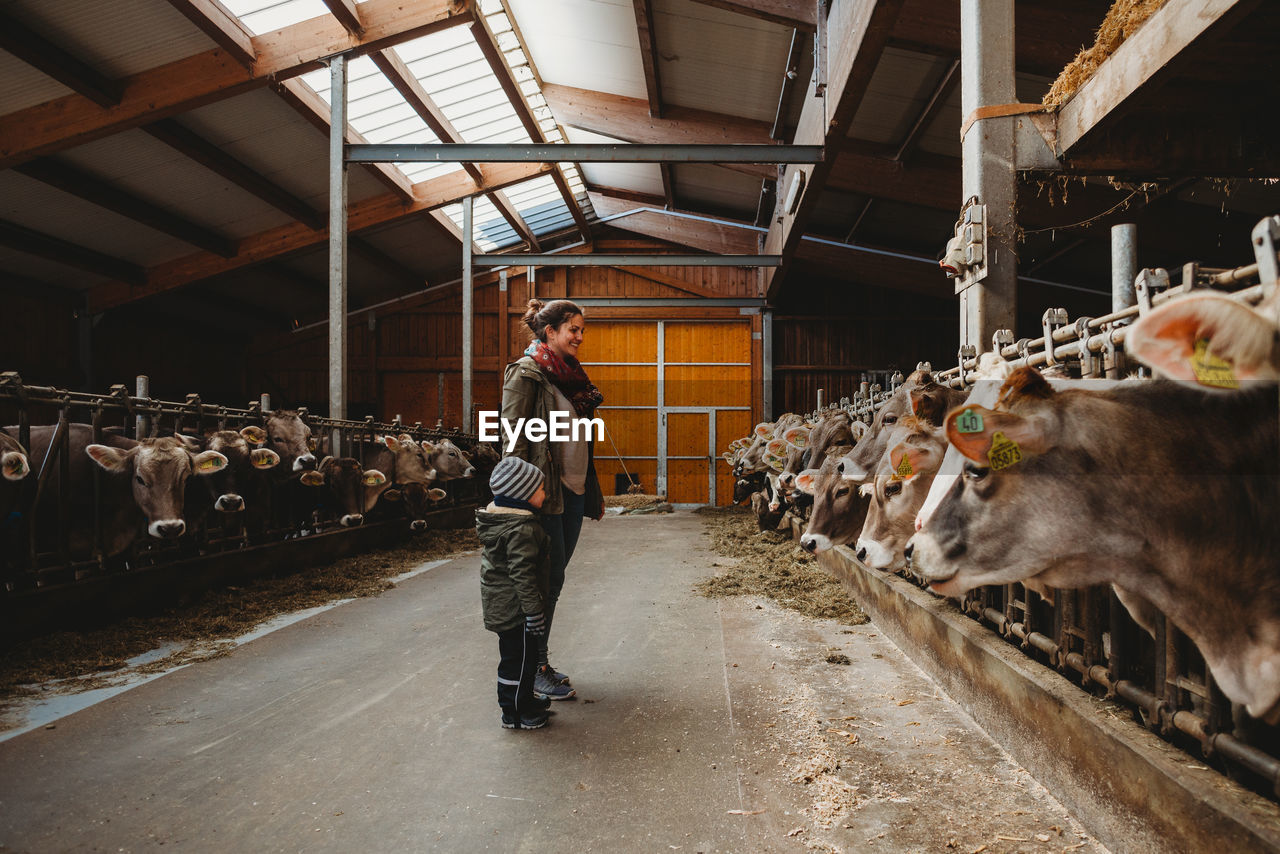 Mom and child looking at cows in barn in winter