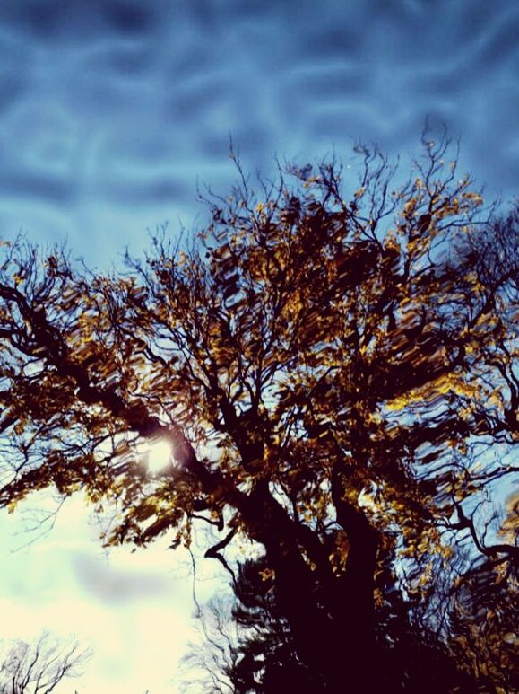 LOW ANGLE VIEW OF TREES AGAINST SKY