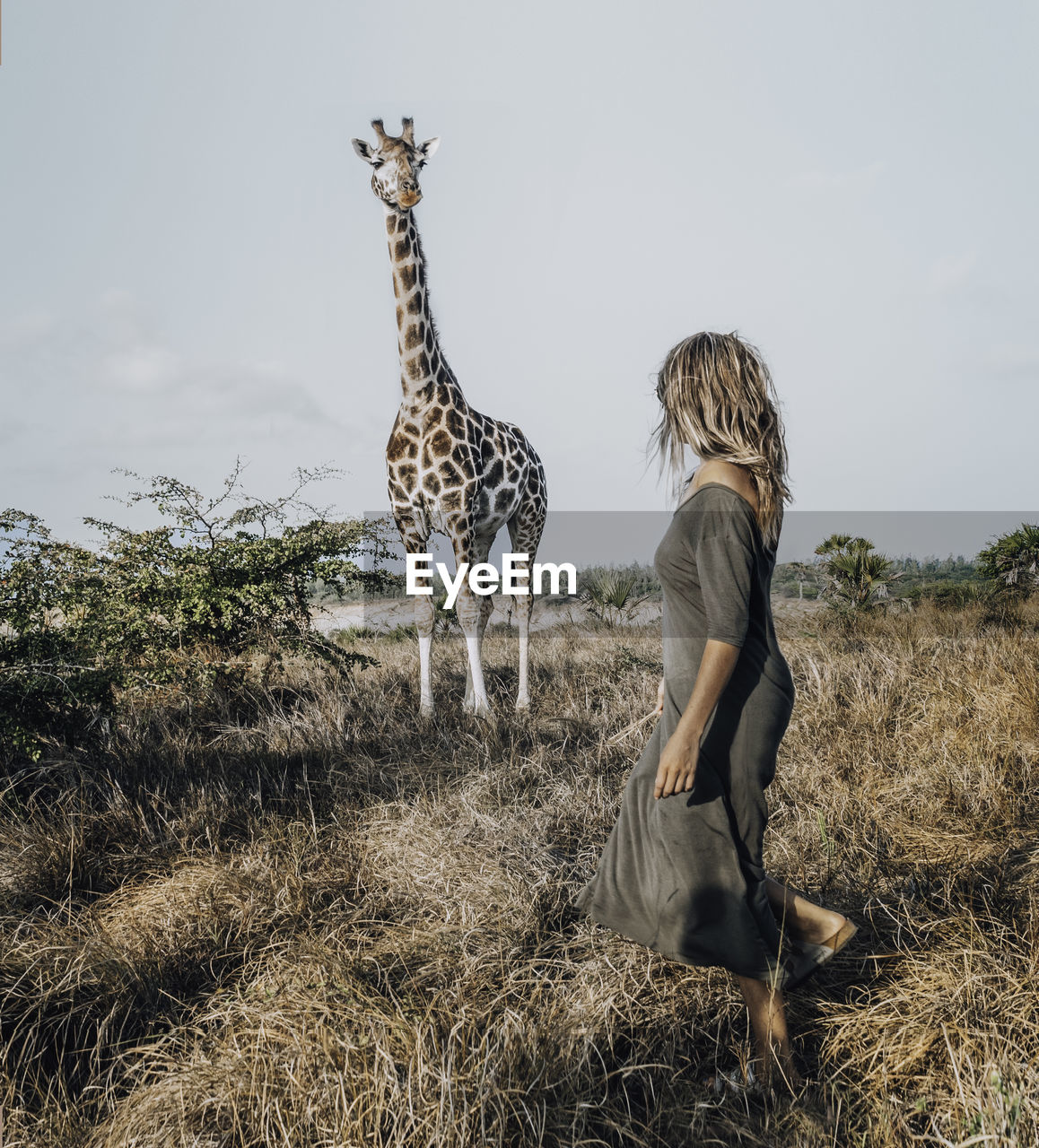Full length of woman standing on field with giraffe