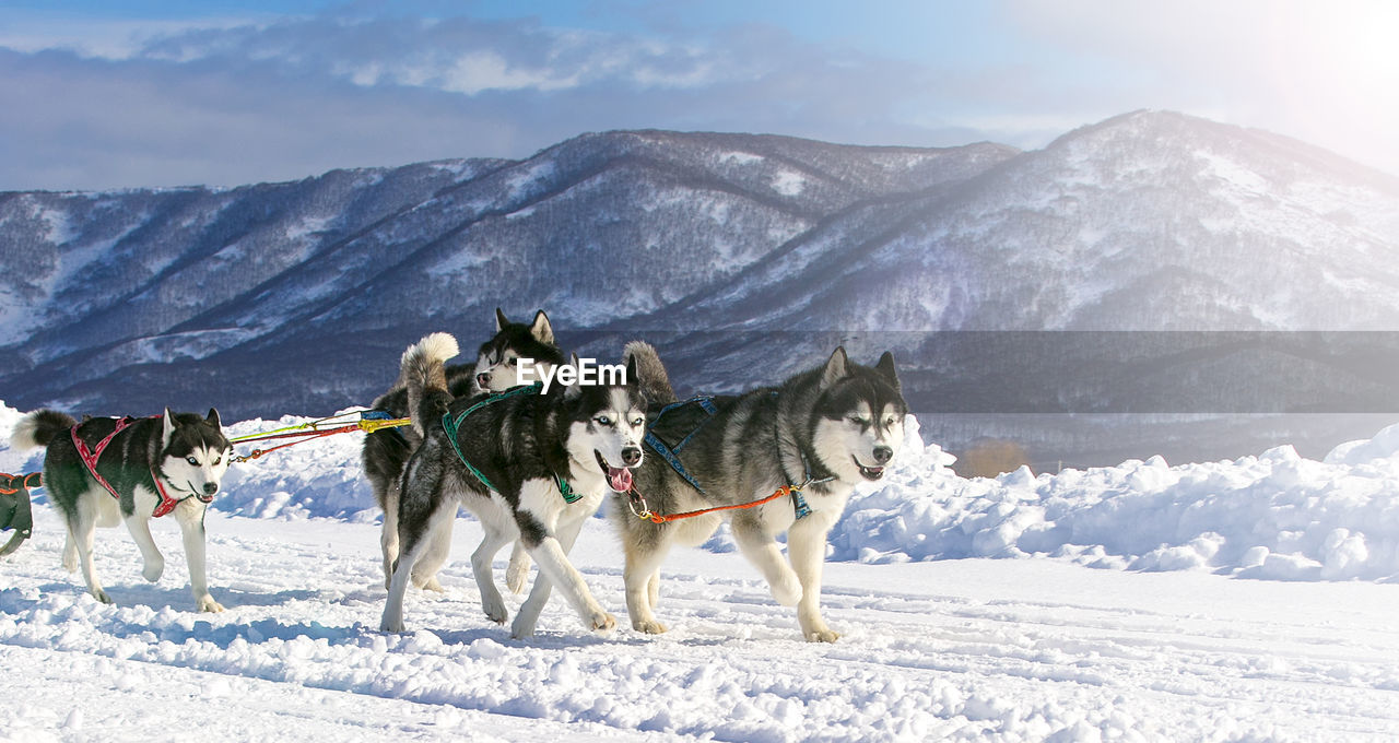 Sled dog race on snow in winter on kamchatka on soft sunlight