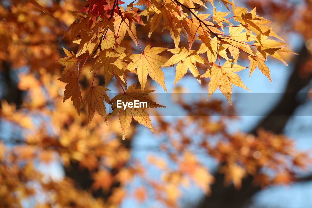 autumn, leaf, plant part, tree, nature, plant, beauty in nature, maple tree, branch, autumn collection, tranquility, maple leaf, orange color, land, environment, sunlight, maple, no people, scenics - nature, yellow, outdoors, focus on foreground, day, landscape, sky, close-up, forest, selective focus, idyllic, red, backgrounds, tranquil scene, multi colored, vibrant color, winter, gold, non-urban scene, rural scene