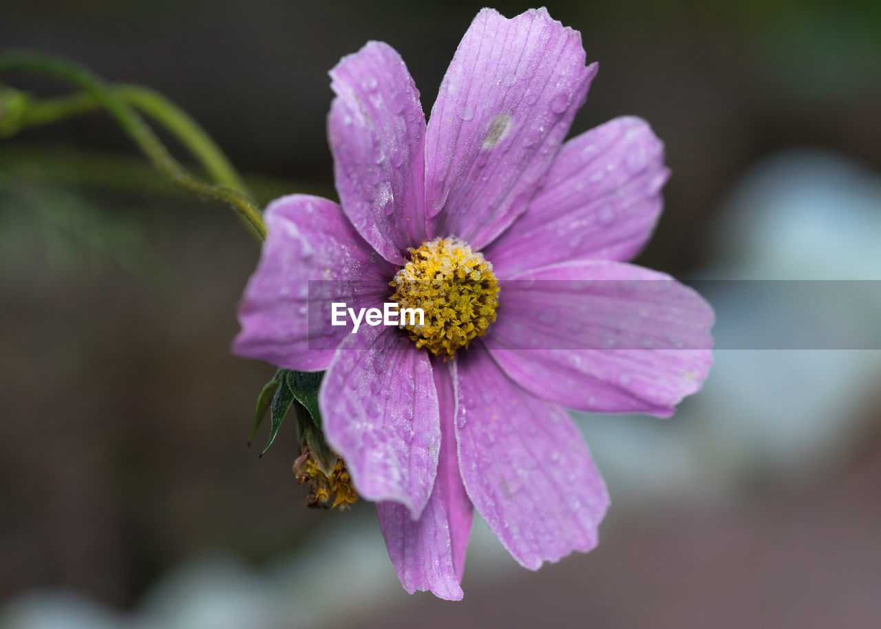 CLOSE-UP OF PURPLE FLOWER