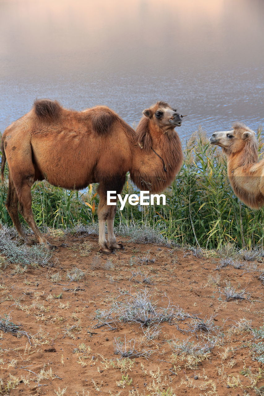 1142 pair of bactrian camels-e.bank of sumu barun jaran lake. badain jaran desert-nei mongol-china.