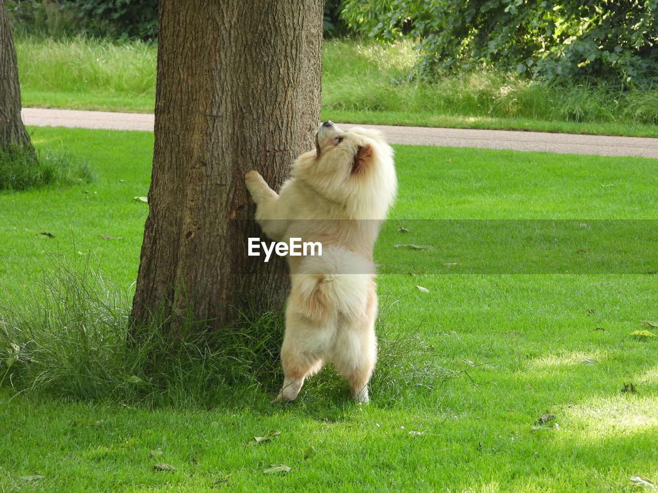 VIEW OF A DOG ON GRASS