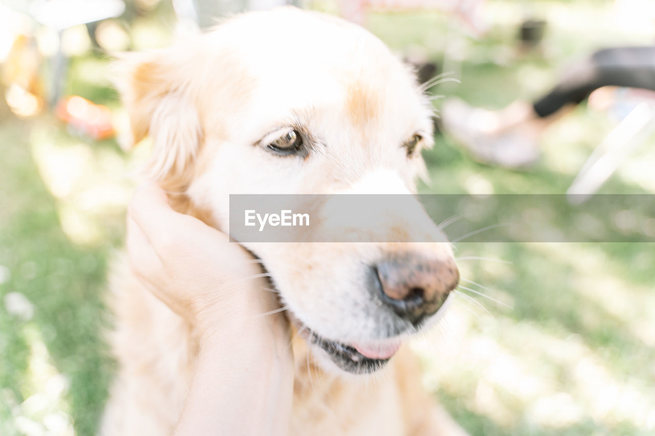 CLOSE-UP PORTRAIT OF A DOG