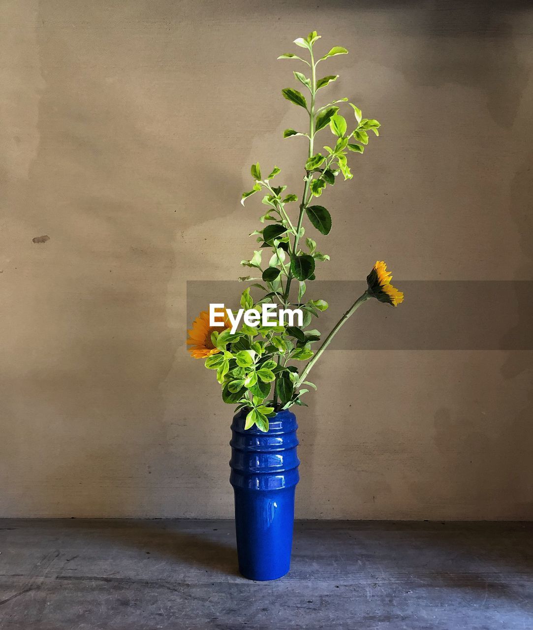 Potted plant in vase against wall