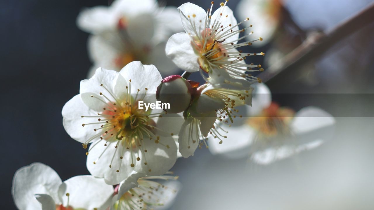 Close-up of white cherry blossoms in spring