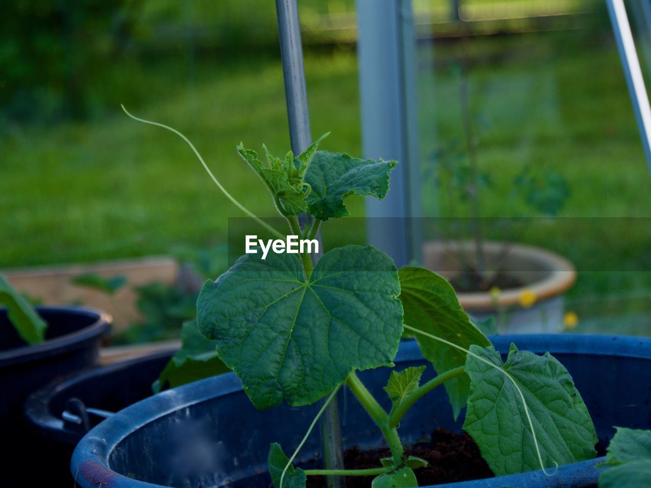 CLOSE-UP OF POTTED PLANTS