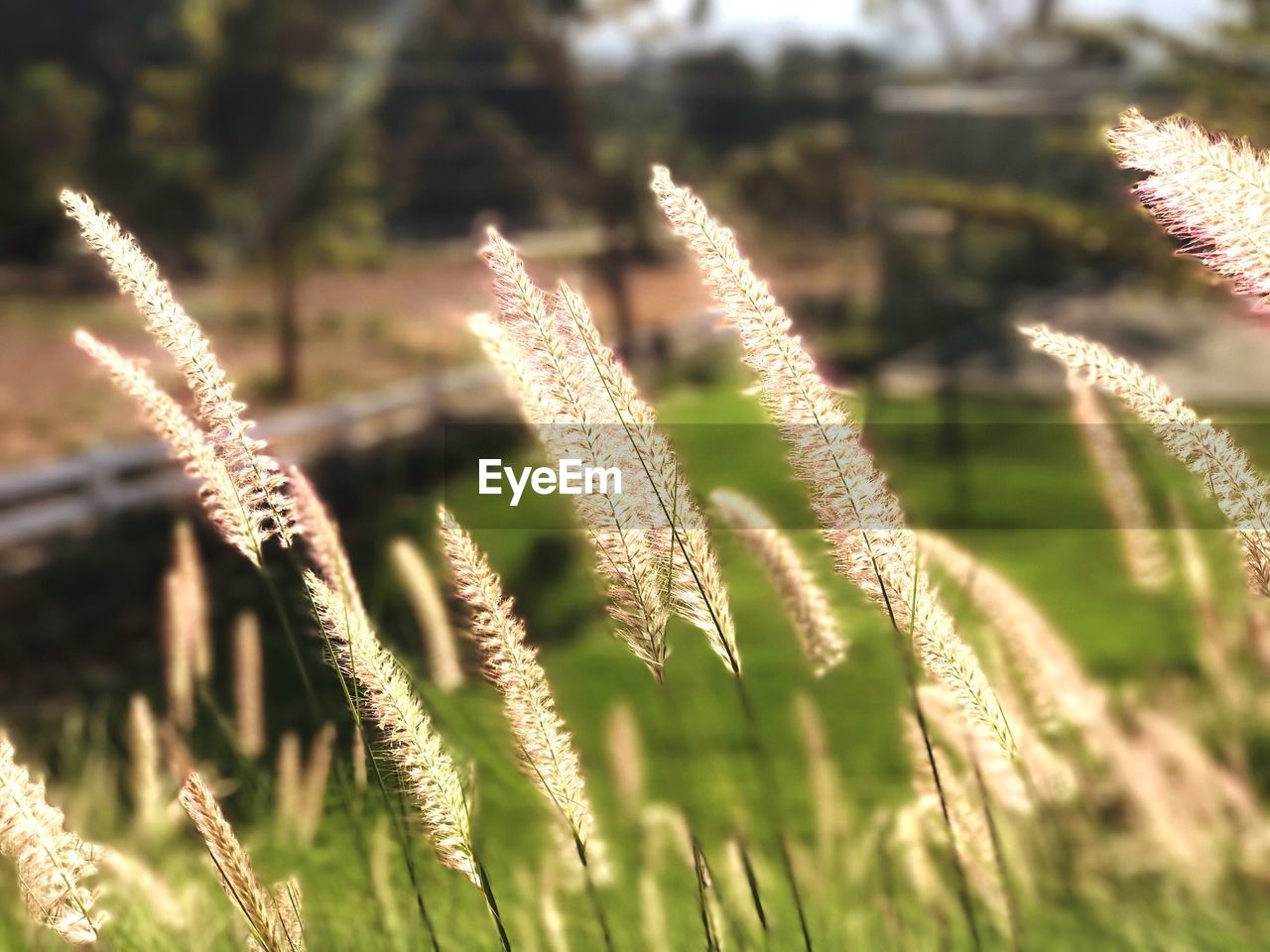 CLOSE-UP OF FRESH PLANT IN GRASS