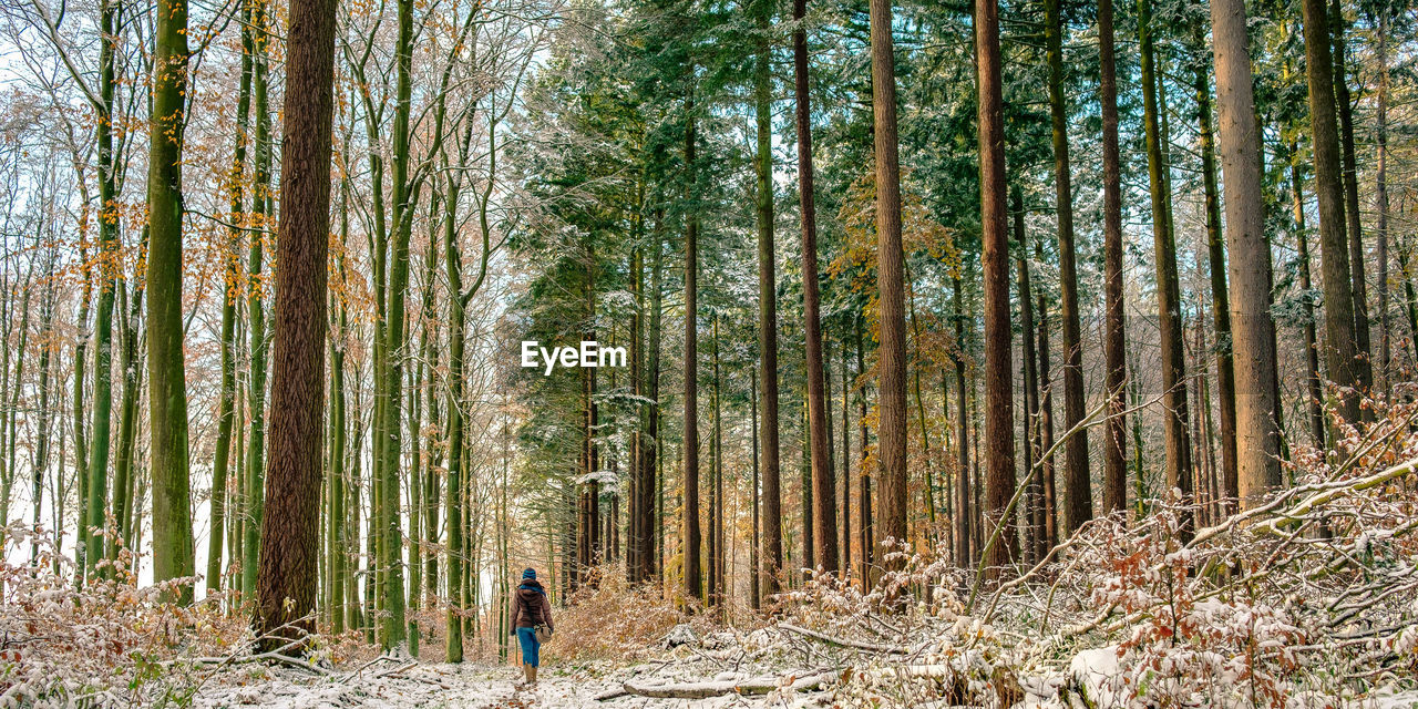 Rear view of woman hiking in forest