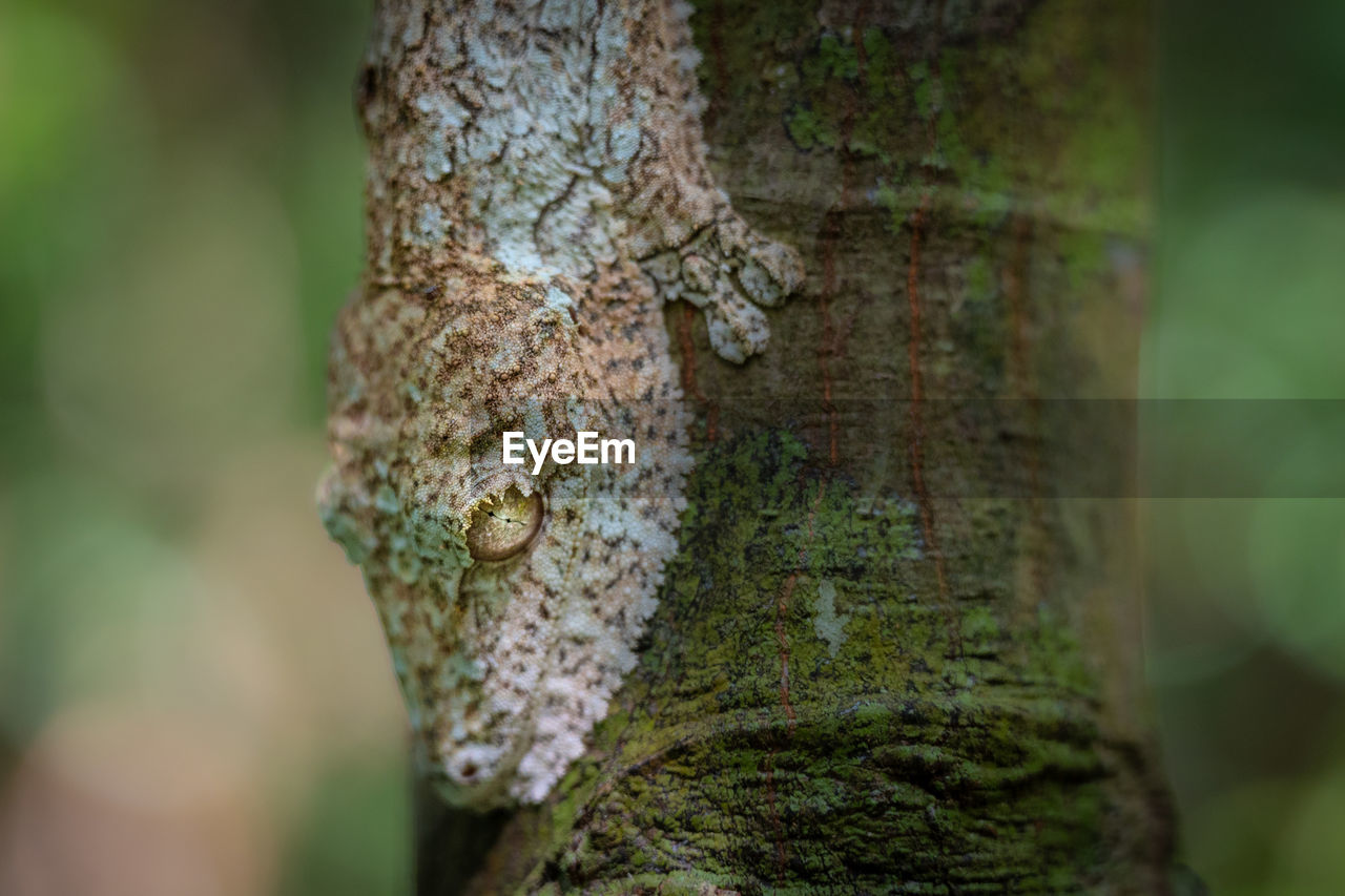green, tree, nature, trunk, tree trunk, animal themes, animal wildlife, animal, plant, wildlife, close-up, one animal, reptile, leaf, macro photography, no people, forest, branch, lizard, day, focus on foreground, textured, outdoors, plant stem, selective focus, camouflage, rainforest, land, animal body part, plant bark, environment, beauty in nature, moss