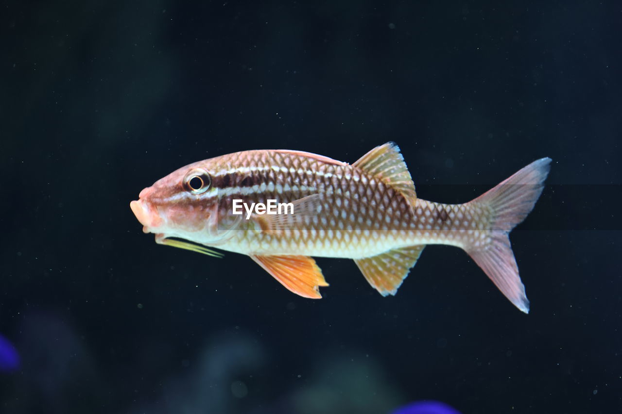 FISH SWIMMING UNDERWATER